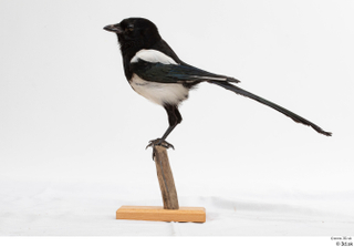 Common magpie Pica pica whole body 0011.jpg